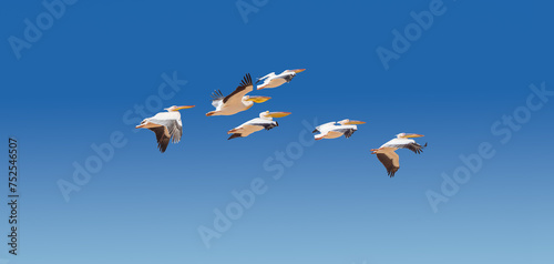 Flock of the Great White Pelicans flying over Walvis Bay coast, Namibia. Watching of group of Great Pelicans at blue sky background without clouds. © Repina Valeriya