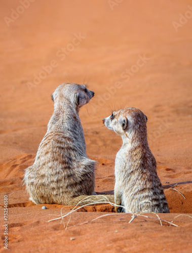 Two cute meerkats in the Kalahari desert look around near their hole, wildlife animals Namibia. Pair of Suricates seating in the red sand, back side view.