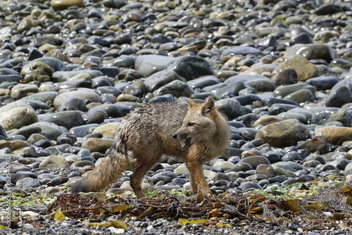 South American Culpeo Fox (Lycalopex culpaeus) on the coast south of Punta Arenas, Magellan stretch, Patagonia, Chile