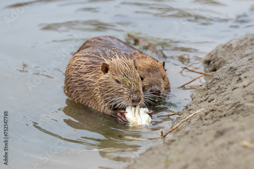 River nutria in natural habitat.Large rodent also known as nutria, swamp beaver or beaver rat. Invasive species.