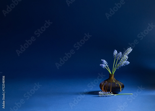 muscari flowers in glass vase on blue background
