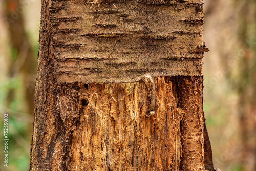 damaged bark of a tree trunk