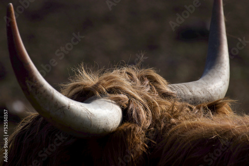 close up of a bull