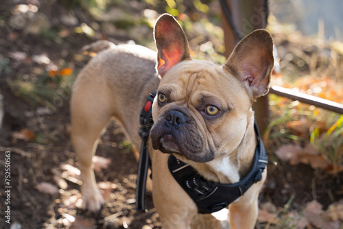 Portrait eine französischen Bulldogge mit hellbraunem Fell. Blick zur Seite.