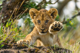 A confident lion cub, mane unruly, lifts its front paws. Its eyes hold determination and courage