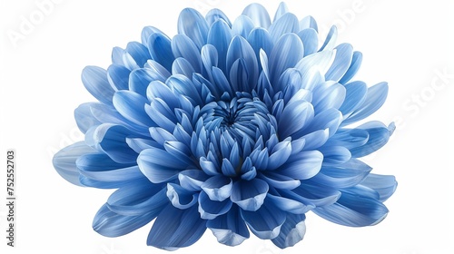 A close-up image of a blue chrysanthemum flower is presented against a white isolated background, with a clipping path included. It showcases the beauty of nature in detail © Orxan