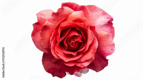 Structure of the sentence should be A pink-red rose flower is seen in isolation on a white background. It showcases a vivid red shade