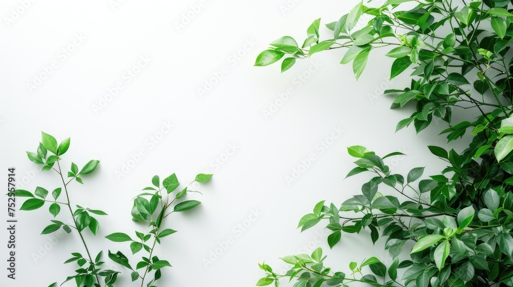a bush with vibrant green leaves on a white background, illuminated by sunlight and offering a blank canvas for text or messages. a bush with vibrant green leaves on a white background, illuminated by sunlight and offering a blank canvas for text or messages.