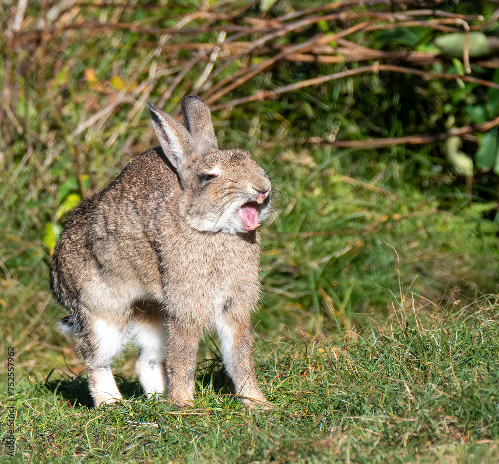 Obraz premium Yawing Rabbit