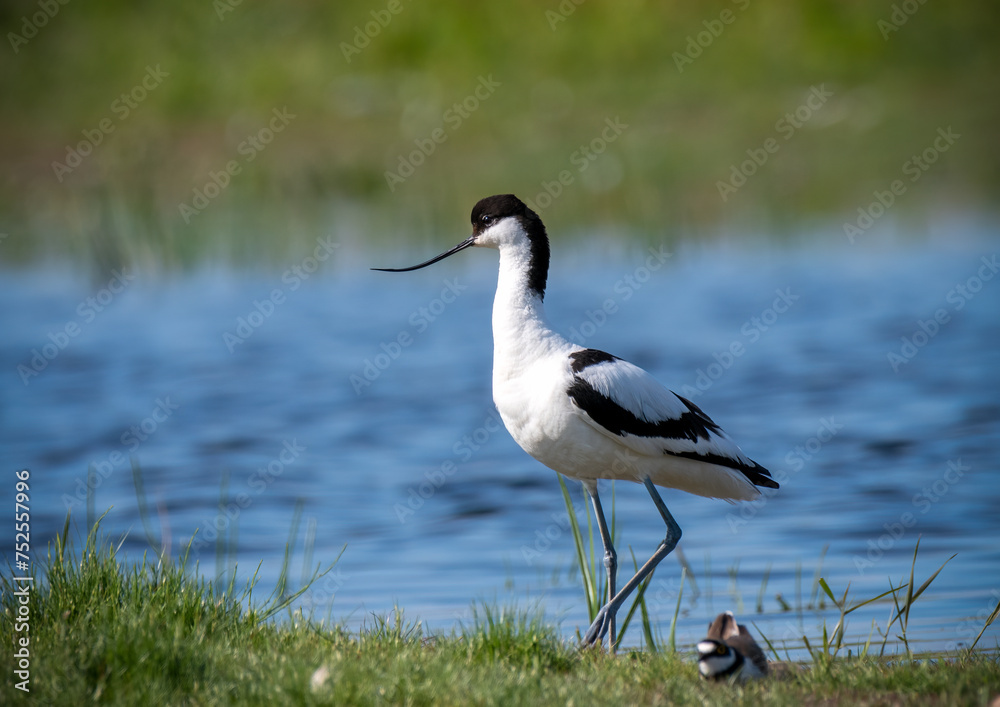 Obraz premium Pied Avocet