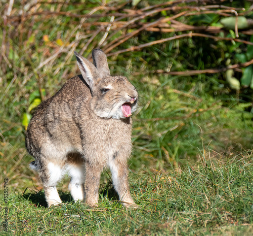 Yawing Rabbit © Ktr