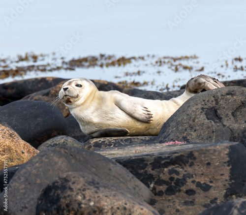 Seal resting