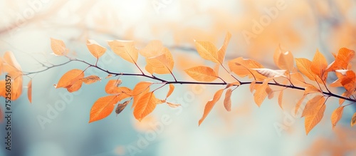 A tree branch with vibrant yellow leaves is illuminated by sunlight against a blurred foliage background. The leaves stand out in shades of yellow and green, adding a pop of color to the autumn