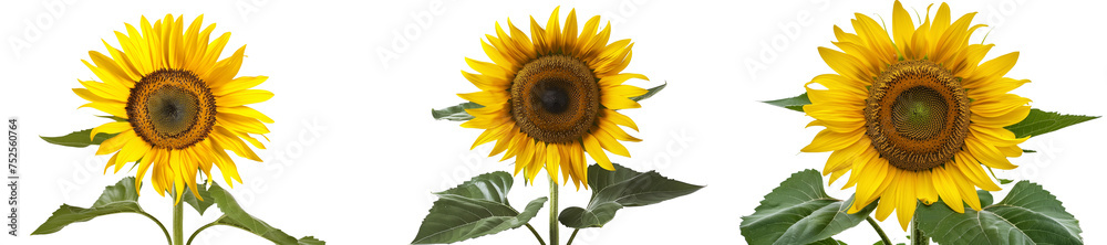 Collection Set of Bright Sunflowers - Isolated on White Transparent Background 
