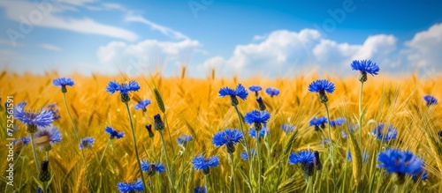 Beautiful blue corn flowers blooming in a mesmerizing wheat field under clear blue sky