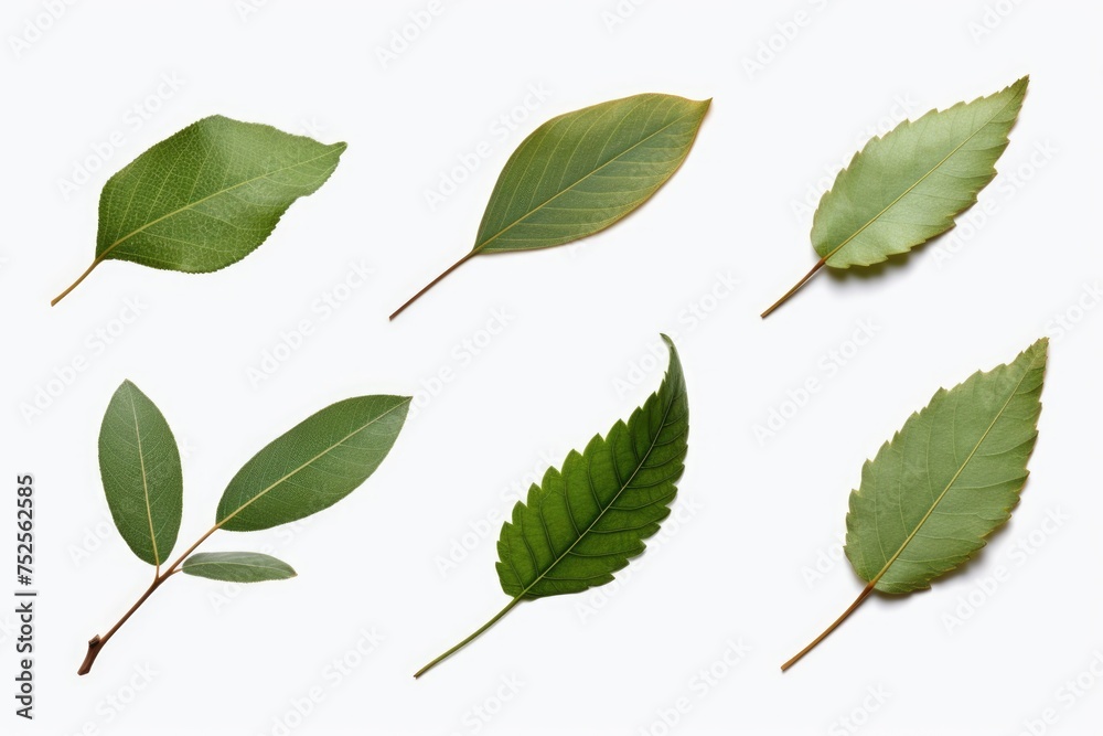 Fresh green leaves arranged on a clean white background. Suitable for various design projects