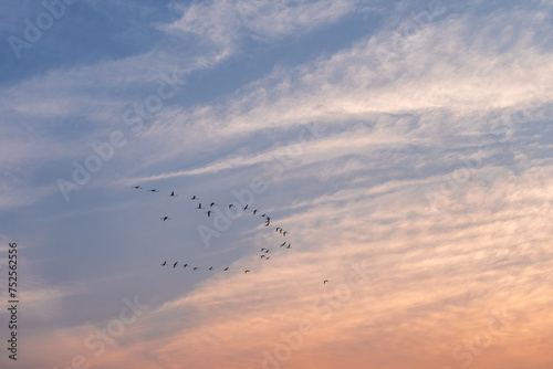 Sky at sunset with clouds of orange and blue colors. With flocks of birds flying.