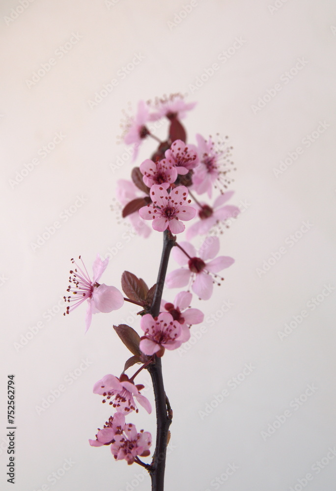 Naklejka premium Branch of Cherry in bloom, Prunus cerasifera var. pissardii, Black Cherry Plum, Purple Leaf Plum
