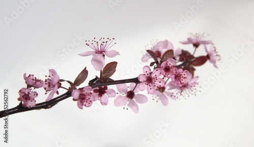 Branch of Cherry in bloom, Prunus cerasifera var. pissardii, Black Cherry Plum,  Purple Leaf Plum photo