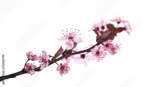 Branch of Cherry in bloom, Prunus cerasifera var. pissardii, Black Cherry Plum,  Purple Leaf Plum, on white background photo