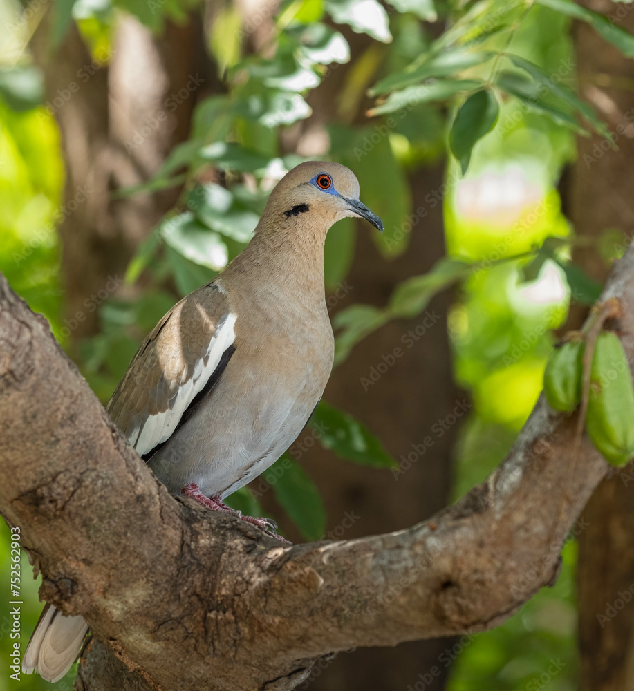Fototapeta premium Beautiful portrait of a white-winged dove surrounded by tropical green foliage