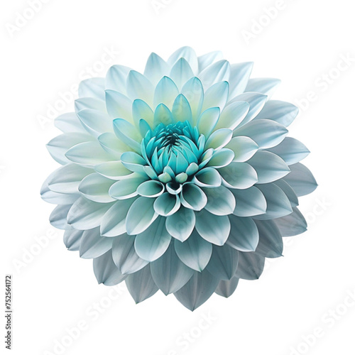 Blue Dahlia Flower. isolated on Transparent background.