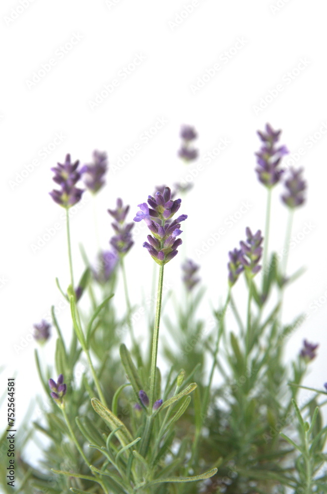 Naklejka premium Lavender, Lavandula angustifolia, Lavandula officinalis , on white background
