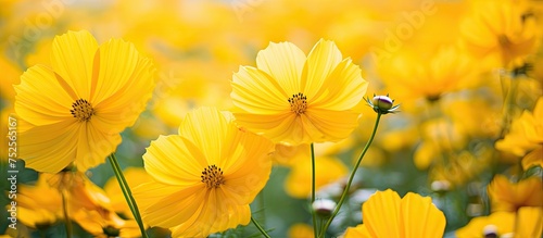 A vast field filled with vibrant yellow cosmos flowers stretching towards the horizon under a clear blue sky. The flowers bloom wildly, painting the landscape with bright color. © AkuAku