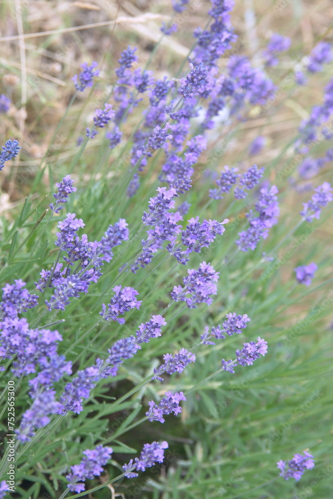Fototapeta premium Field of Lavender, Lavandula angustifolia in bloom, Lavandula officinalis plants