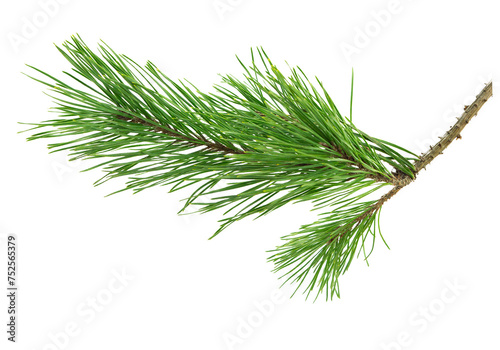 Set of pine branches. Medicinal plants. Alternative medicine. Isolated on white . Winter holiday decoration concept.