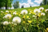 Beautiful field of dandelions with a clear blue sky background. Ideal for nature and spring concepts