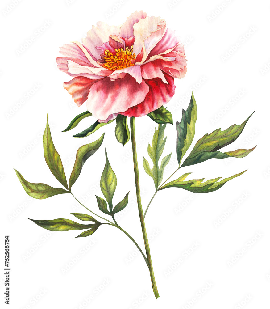 Watercolor peony Flower in pastel pink and peach colors with a stem and green leaves. Hand drawn floral illustration on isolated background for greeting cards or wedding invitations. Botanical drawing Watercolor peony Flower in pastel pink and peach colors with a stem and green leaves. Hand drawn floral illustration on isolated background for greeting cards or wedding invitations. Botanical drawing