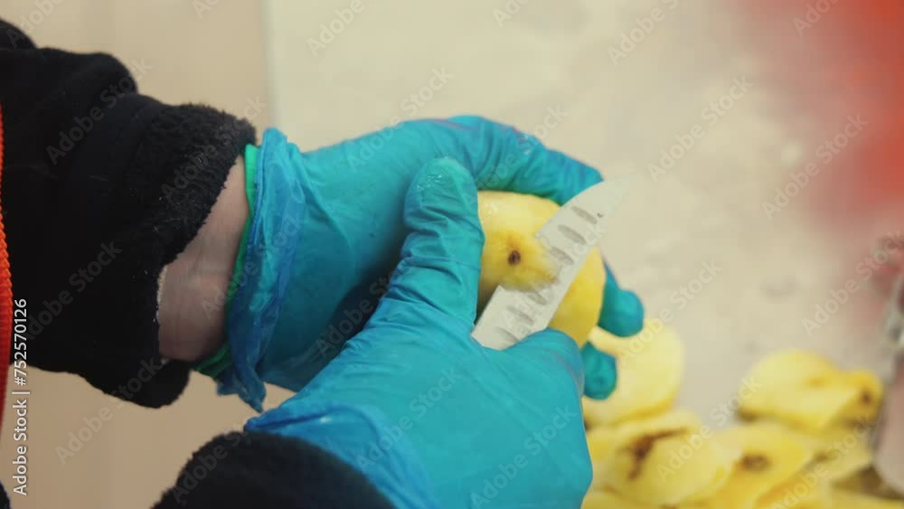 High angle closeup shot of a person in blue gloves removing black spots and cleaning potato with a sharp knife. High quality 4k footage High angle closeup shot of a person in blue gloves removing black spots and cleaning potato with a sharp knife. High quality 4k footage