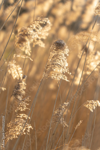 wheat in the sun 