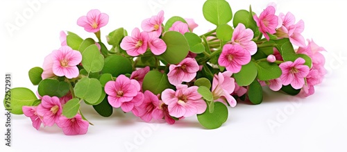 Pink watercress flowers with delicate green leaves are displayed on a clean white background. The vibrant pink petals stand out against the bright white backdrop, creating a visually appealing
