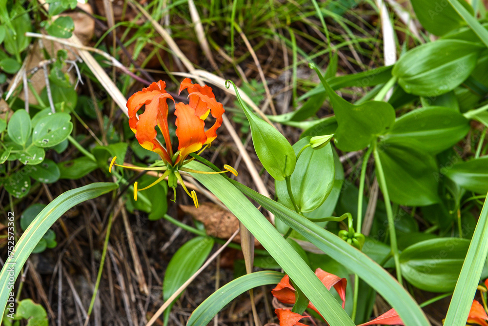 Glory Lily (Gloriosa superba). Fleur de glorieuse au bord de l'océan Pacifique. Glory Lily (Gloriosa superba). Fleur de glorieuse au bord de l'océan Pacifique.