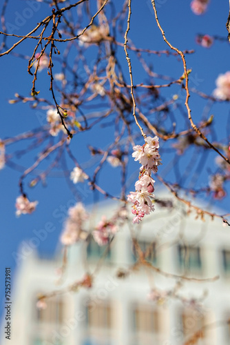 Spring blossom in Maastricht