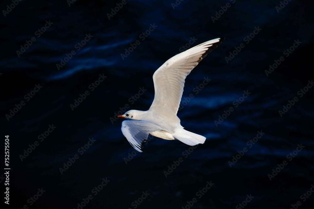 bird and sea bird and sea