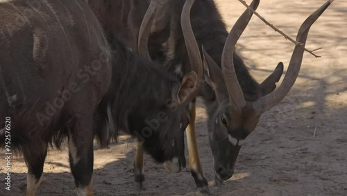 This video shows a pair of Nyala (tragelaphus angasii) antelopes licking each other lovingly.  photo