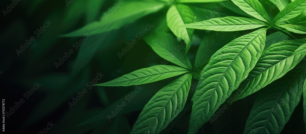 Fototapeta premium This close-up shot focuses on a single lush green leaf of a plant, showcasing its vibrant color and intricate details. The leaf appears healthy, with visible veins and a glossy texture.