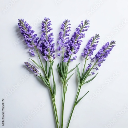 bunch of lavender flower 