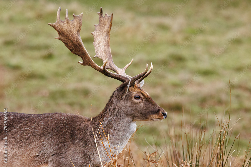 Obraz premium Graceful fallow deer peacefully walking around in a meadow