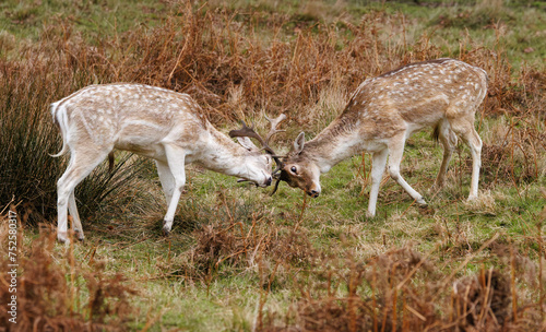 two fallow deer fighting with antlers