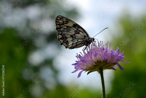 macro image of a beautiful butterfly sitting on a violet flower