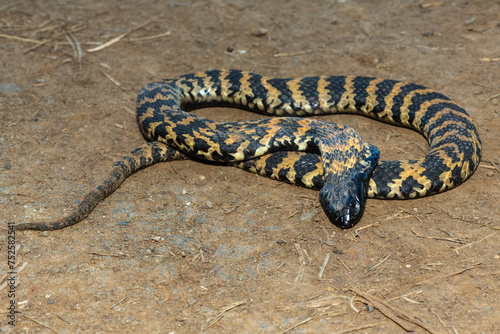 A beautiful banded rinkhals (Hemachatus haemachatus), also known as the ringhals or ring-necked spitting cobra, displaying its tactic to feign death when it feels threatened photo