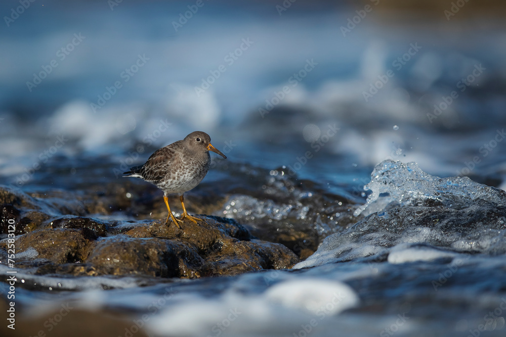 Solitary Purple Sandpiper bird navigating rocky seaside waves Solitary Purple Sandpiper bird navigating rocky seaside waves