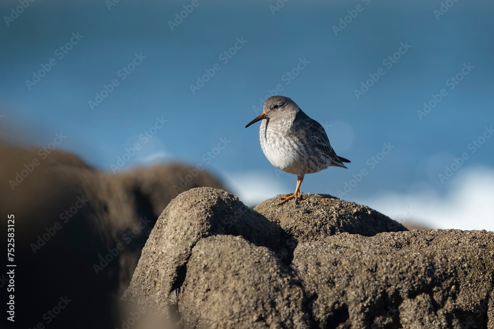 Solitary sandpiper perched on a rocky coastline Solitary sandpiper perched on a rocky coastline