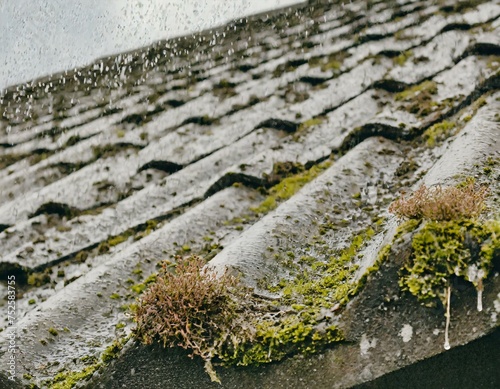 mousse sur tuiles de toit avec pluie