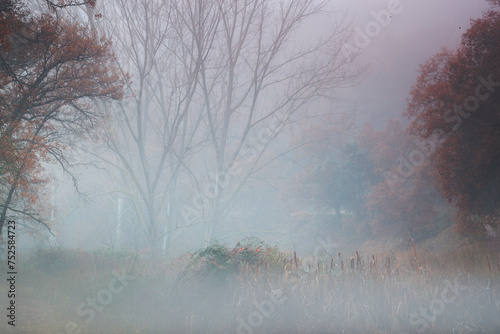 A ghostly scene of trees veiled in dense autumn mist, with a subtle palette of fall colors emerging from the fog photo