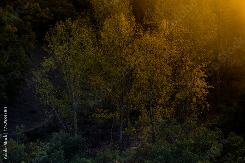Golden hour light filters through the leaves of white poplar trees, casting a warm glow over the darkening landscape photo